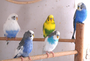 pet bird store